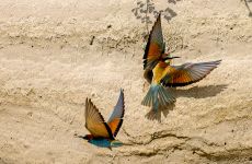 Impression 1 - Natur- und Vogelschutzverein Lyss