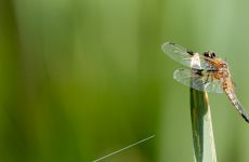 Impression 2 - Natur- und Vogelschutzverein Lyss