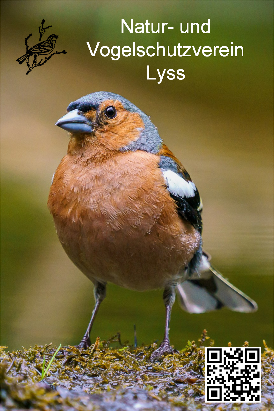 Logo - Natur- und Vogelschutzverein Lyss