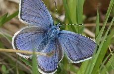 Impression 2 - Natur- und Vogelschutzverein Muri-Gümligen-Rüfenacht