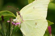 Impression 3 - Natur- und Vogelschutzverein Muri-Gümligen-Rüfenacht