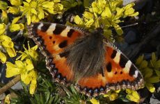 Impression 4 - Natur- und Vogelschutzverein Muri-Gümligen-Rüfenacht