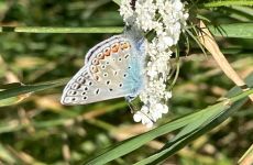 Impression 0 - Natur- und Vogelschutzverein Steckborn und Umgebung
