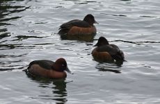 Impression 1 - Natur- und Vogelschutzverein Steckborn und Umgebung