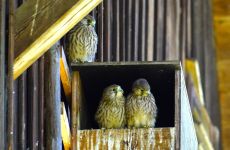 Impression 2 - Natur- und Vogelschutzverein Uzwil