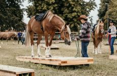 Impression 2 - Reitverein Wetzikon Gossau