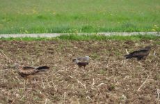 Impression 0 - Natur- und Vogelschutzverein Aadorf