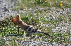 Impression 1 - Natur- und Vogelschutzverein Aadorf