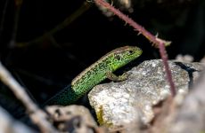 Impression 3 - Natur- und Vogelschutzverein Aadorf