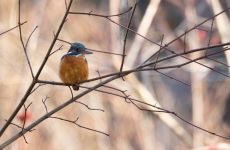 Impression 4 - Natur- und Vogelschutzverein Aadorf