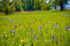 Impression 0 - Naturschutzverein Am Alten Rhein