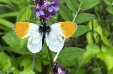 Impression 1 - Naturschutzverein Am Alten Rhein