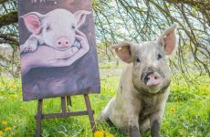 Impression 0 - Verein Lebenshof TierMensch