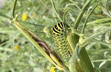 Impression 0 - Naturgarten Egnach