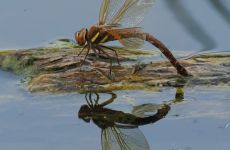 Impression 1 - Naturschutzgruppe Alta Rhy