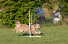 Impression 0 - Kynologischer Verein Eulachtal/Elgg