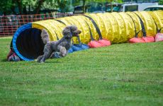 Impression 1 - Kynologischer Verein Eulachtal/Elgg