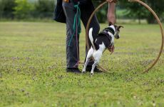Impression 4 - Kynologischer Verein Eulachtal/Elgg