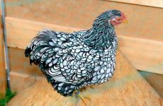 Impression 1 - Ornithologischer Verein ``OV Fischenthal``