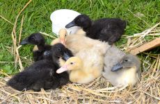 Impression 2 - Ornithologischer Verein ``OV Fischenthal``