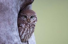 Impression 4 - Ornithologischer Verein ``OV Fischenthal``