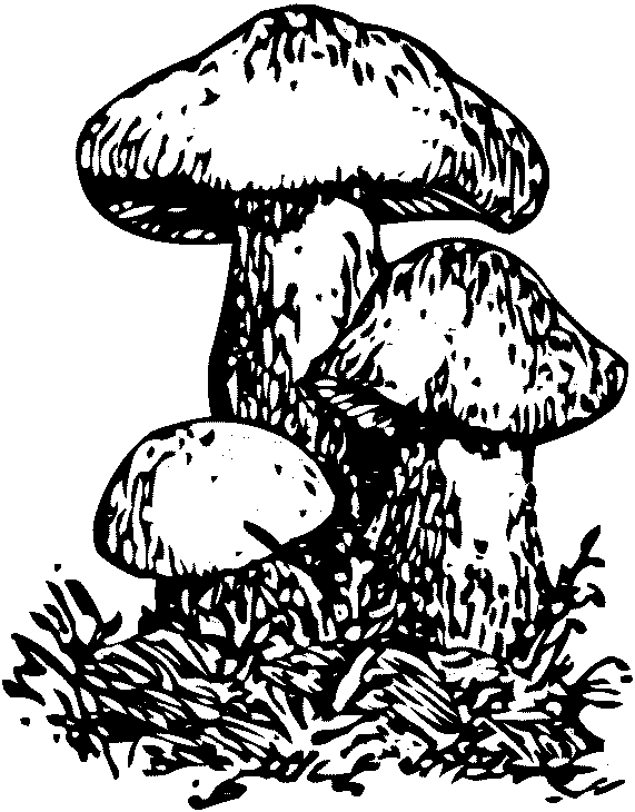 Logo - Pilzverein Büren an der Aare