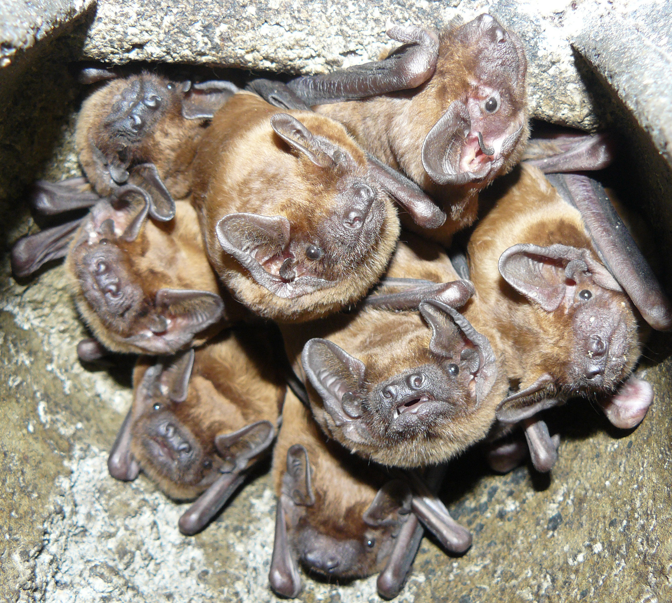Jacqueline Lombardo - Natur- und Vogelschutzverein Sirnach und Umgebung